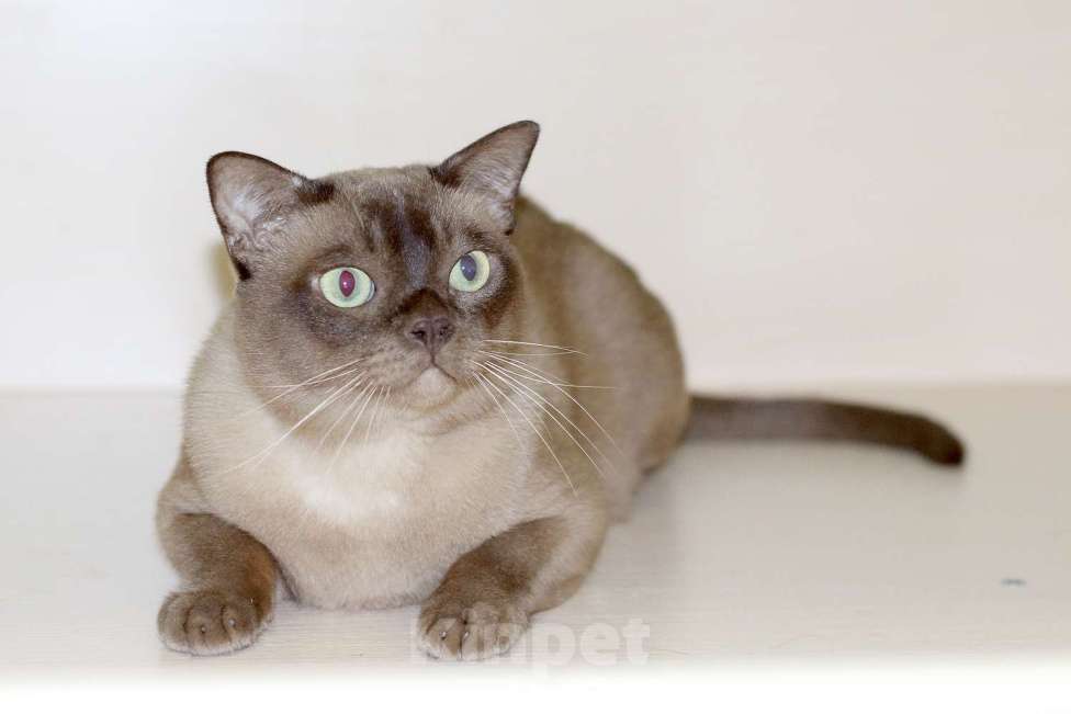 Кошки в Москве: Бурма - котик шоколадного окраса Мальчик, 15 000 руб. - фото 3