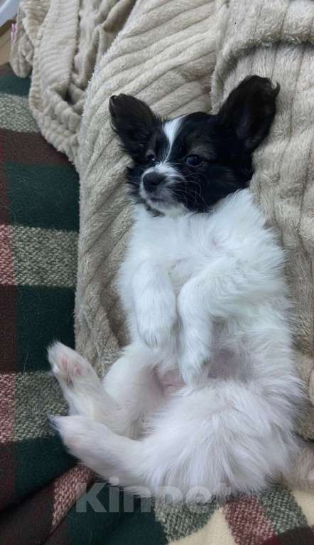 Собаки в Тюмени: Щенки собаки "бабочки" Разнополые, 50 000 руб. - фото 6