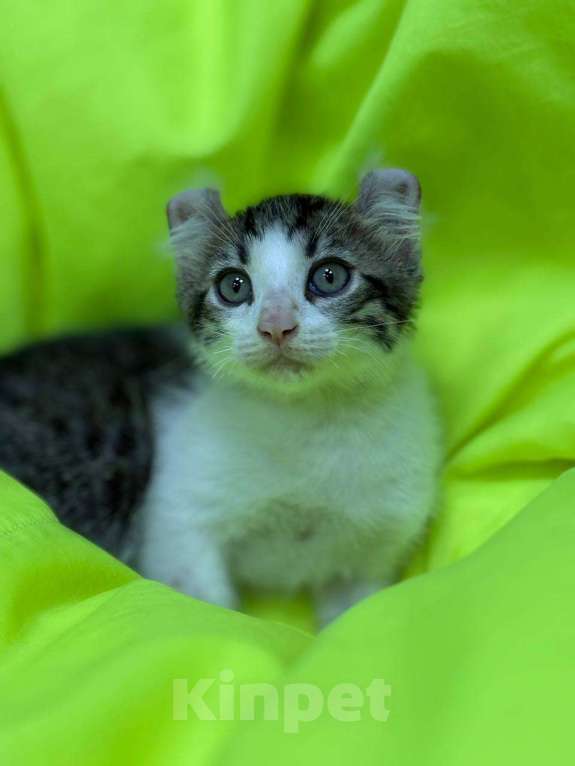 Кошки в Москве: Необыкновенный кот Мальчик, 20 000 руб. - фото 4