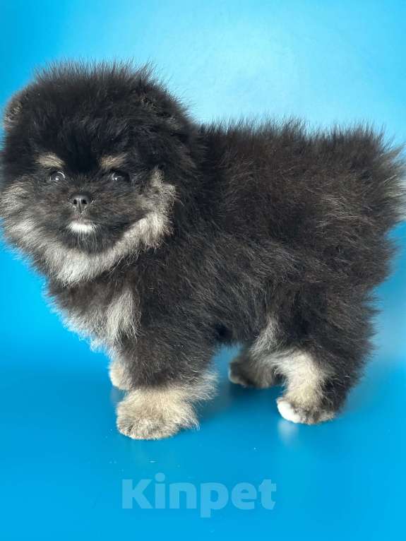 Собаки в Санкт-Петербурге: Шикарный мальчик Мальчик, 30 000 руб. - фото 2