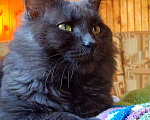 Кошки в Кубинке: Разговорчивый Кузя, кото-пёс Мальчик, Бесплатно - фото 9