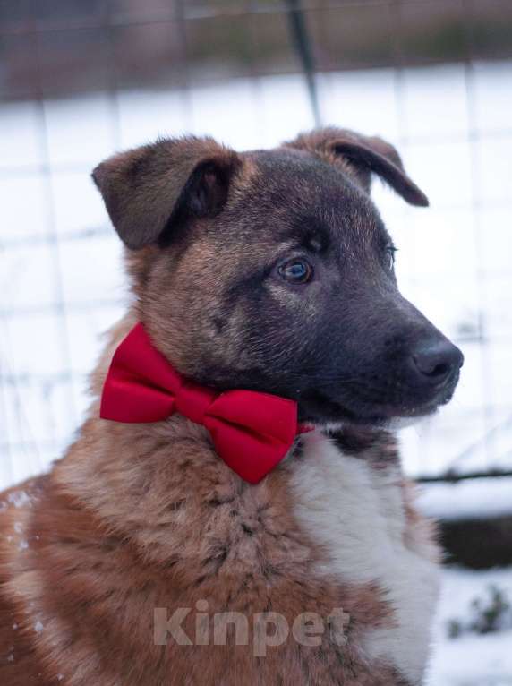 Собаки в Ногинске: Сыночка корзиночка с умнейшими задатками малинуа, харизмой бульдога, отважностью пантеры! Мальчик, Бесплатно - фото 2