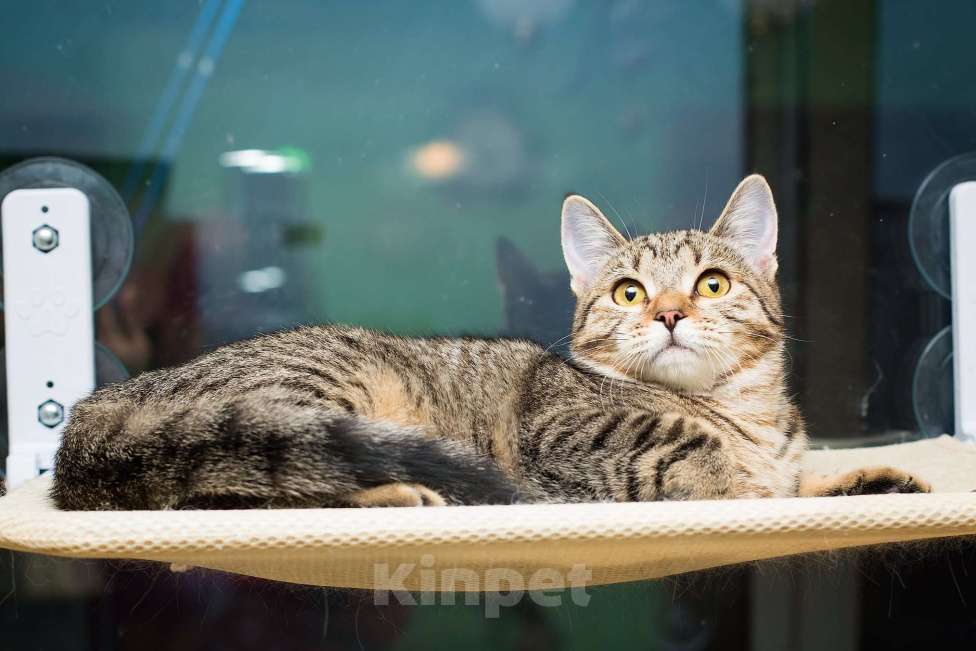 Кошки в Москве: Полосатая молодая серая кошечка-подросток Марфа в дар Девочка, 1 руб. - фото 7