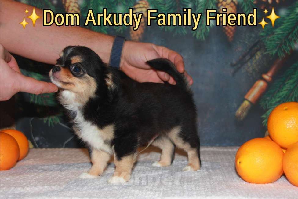 Собаки в Казани: Малыш чихуахуа  Мальчик, 30 000 руб. - фото 4