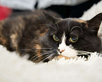 Кошки в Москве: Трёхцветная Кошка Кнопка в добрые руки Девочка, Бесплатно - фото 4
