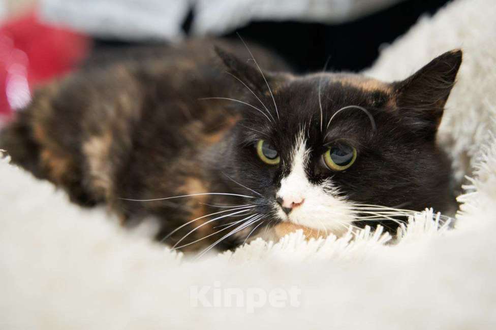 Кошки в Москве: Трёхцветная Кошка Кнопка в добрые руки Девочка, Бесплатно - фото 4