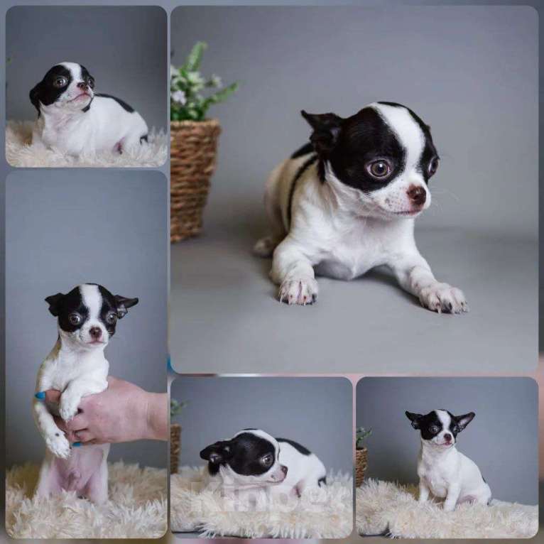 Собаки в Королеве: Мальчишка щенок Чихуа-хуа Мальчик, 30 000 руб. - фото 1