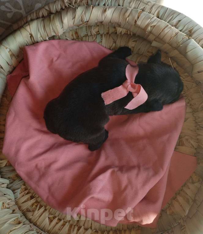 Собаки в Раменском: Щенки французского бульдога  Девочка, 20 000 руб. - фото 6