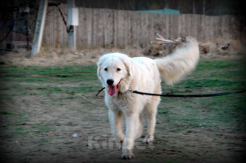 Собаки в Москве: Словацкий чувач в добрые руки Девочка, Бесплатно - фото 2