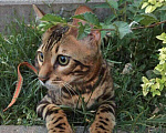 Кошки в Краснодаре: Бенгал на вязку, 3 000 руб. - фото 2