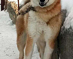 Собаки в Таштаголе: Лайки, 10 000 руб. - фото 2