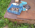 Кошки в Арзамасе: Котята в добрые руки, Бесплатно - фото 5