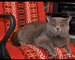 Кошки в Ярославле: Элитные британские котята  Мальчик, 9 000 руб. - фото 6