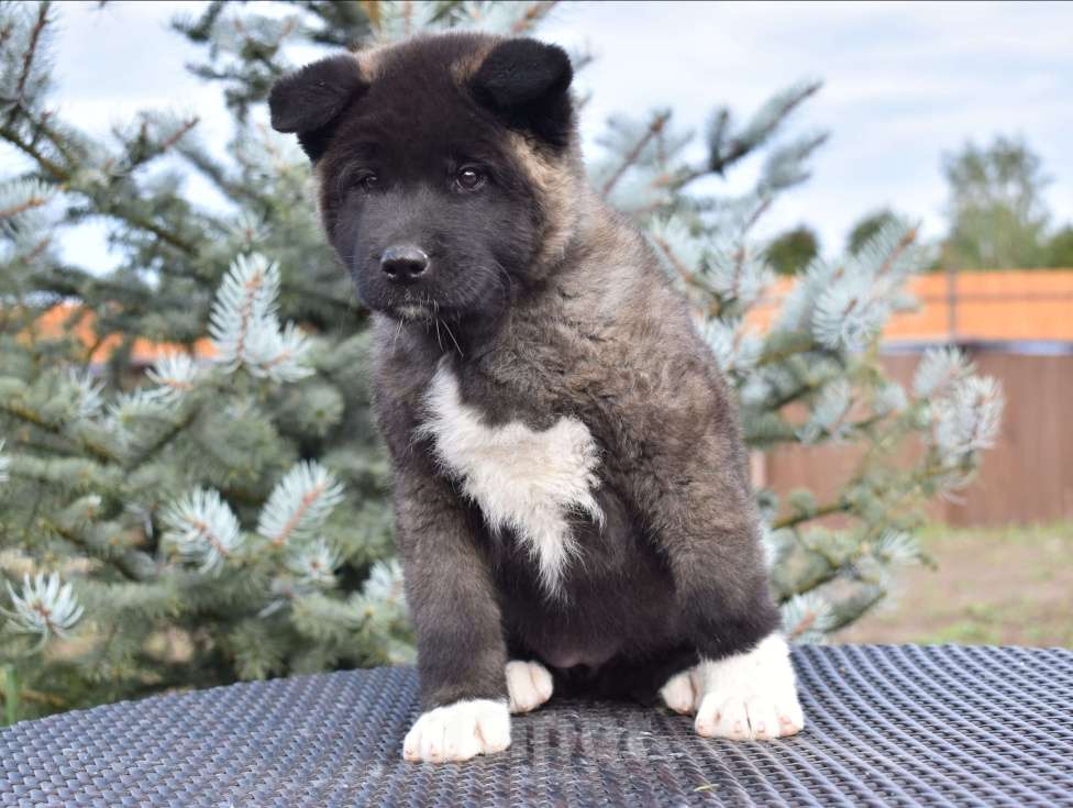 Собаки в Серпухове: Американская акита щенок  Девочка, 100 000 руб. - фото 1