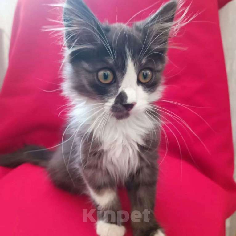 Кошки в Москве: Малыш срочно ищет дом Мальчик, Бесплатно - фото 5