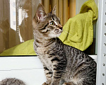 Кошки в Москве: Полосатая котенок Жужжа в добрые руки Девочка, Бесплатно - фото 7