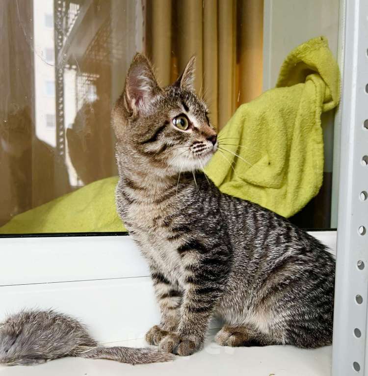 Кошки в Москве: Полосатая котенок Жужжа в добрые руки Девочка, Бесплатно - фото 7