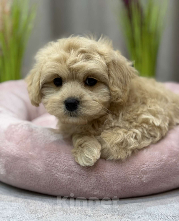 Собаки в Москве: Toby Мальчик, Бесплатно - фото 6