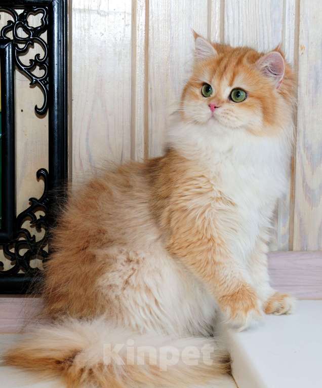 Кошки в Ярославле: Британская длинношерстная зототая девочка Девочка, Бесплатно - фото 3