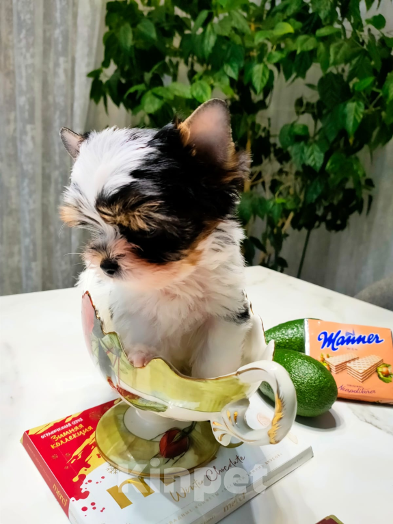 Собаки в других городах Московской области: Мини-куколка Патрик Мальчик, 130 000 руб. - фото 3