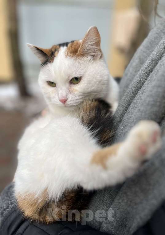 Кошки в других городах Московской области: Трехцветная кошка Горошина ищет дом Девочка, Бесплатно - фото 5