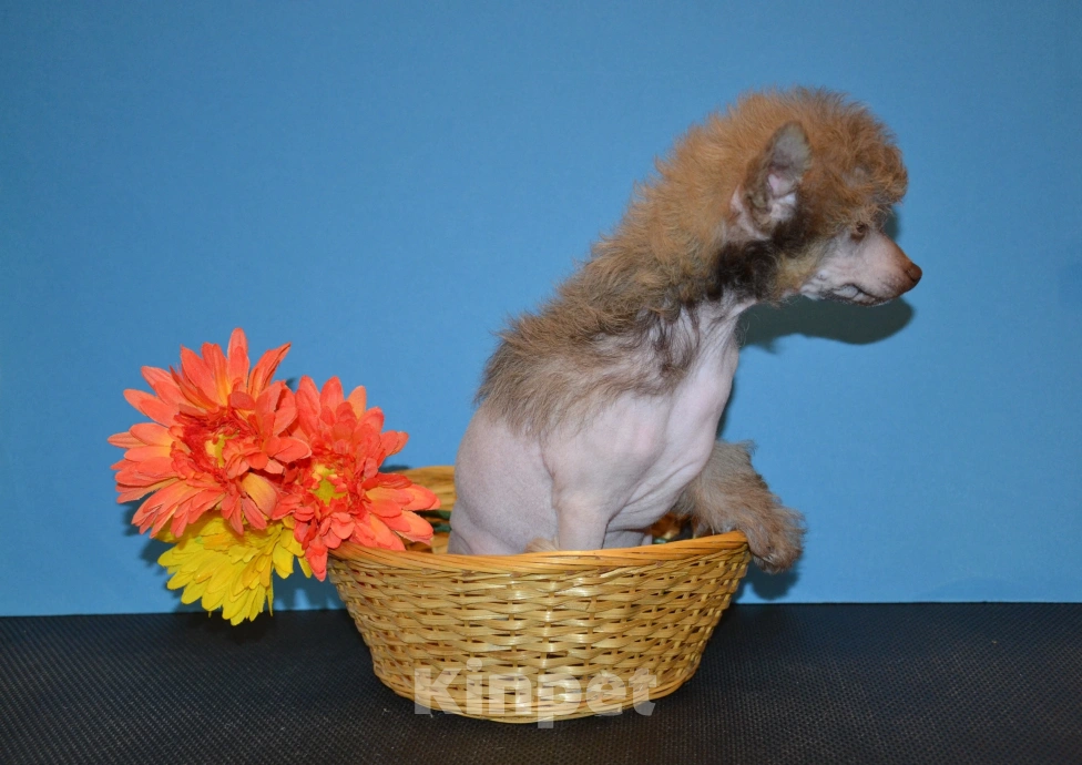 Собаки в Москве: Щенки китайской хохлатой собаки  Мальчик, 15 000 руб. - фото 4