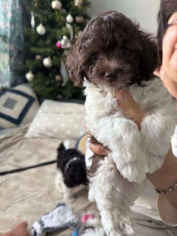 Собаки в Москве: Той-пудель, щенок Мальчик, 70 000 руб. - фото 1