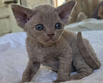 Кошки в Москве: Котята девон рекс Лиловые, циннамон, шоколадный мрамор Девочка, 85 000 руб. - фото 4