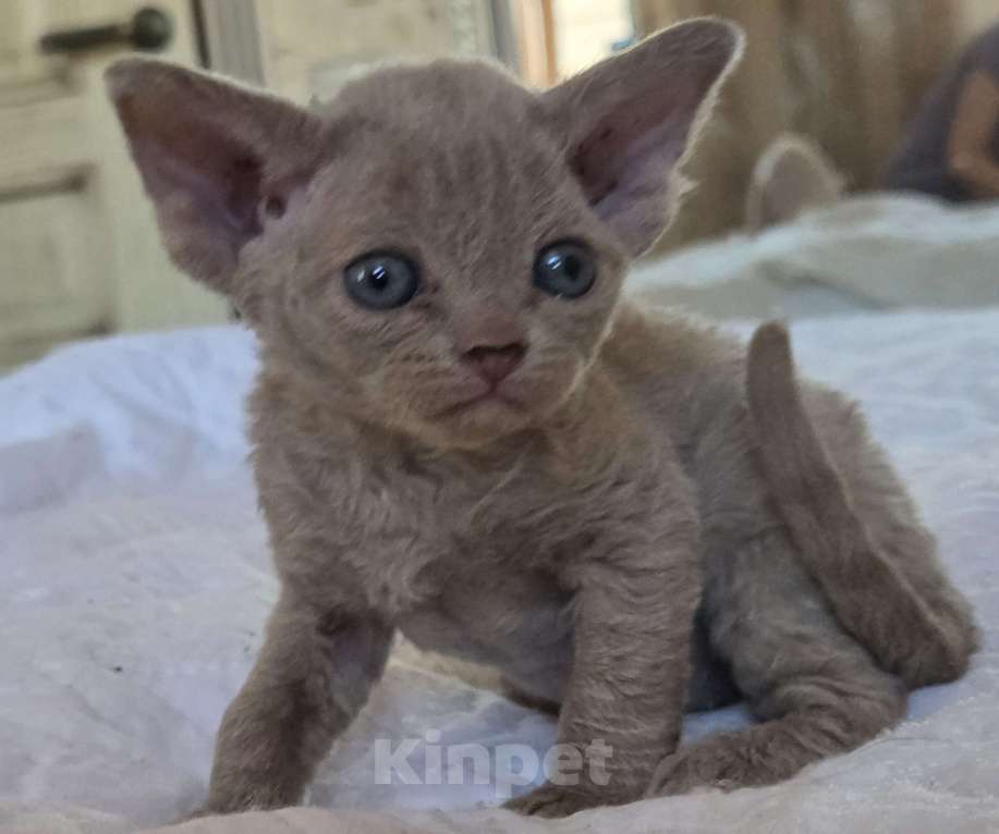 Кошки в Москве: Котята девон рекс Лиловые, циннамон, шоколадный мрамор Девочка, 85 000 руб. - фото 4