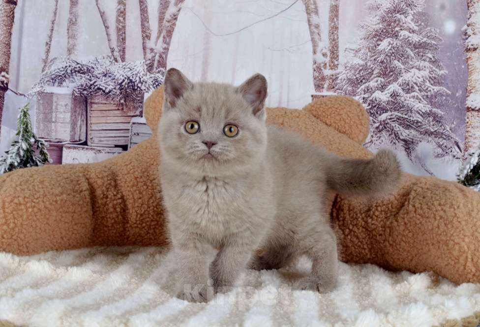 Кошки в Санкт-Петербурге: Британская кошечка лилового окраса Девочка, 50 000 руб. - фото 3