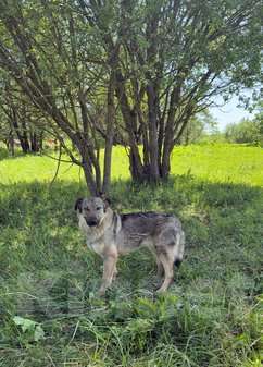 Собаки в Москве: Небольшая собака Берли в приюте Девочка, 1 руб. - фото 6