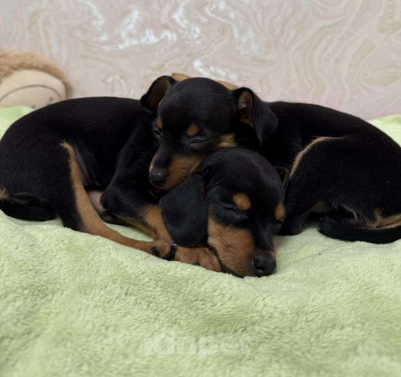 Собаки в Москве: Щенок пражский крысарик  Мальчик, Бесплатно - фото 2