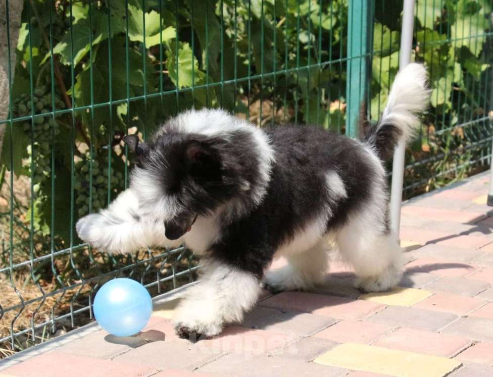 Собаки в Феодосии: Пуховый мальчик китайской хохлатой собачки Мальчик, Бесплатно - фото 2