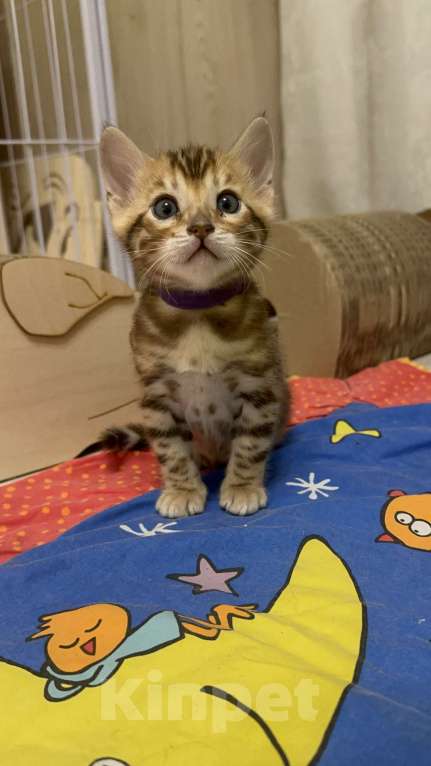 Кошки в других городах Московской области: Бенгальский котик браун Мальчик, 90 000 руб. - фото 6