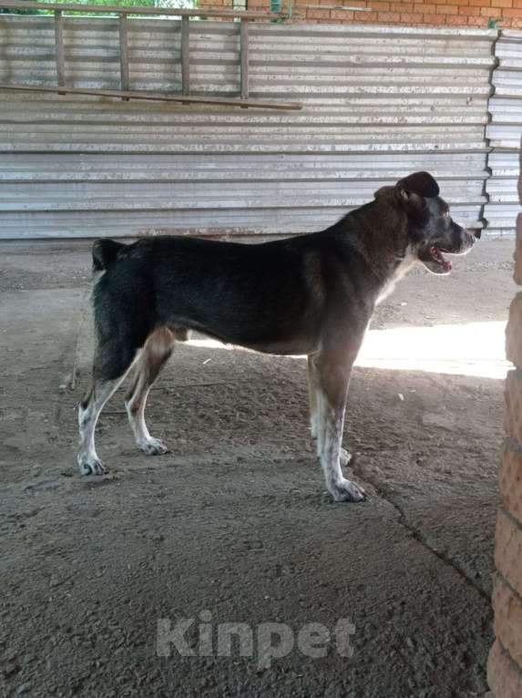 Собаки в Краснодаре: ДЖЕМ СУПЕР ОХРАННИК Мальчик, Бесплатно - фото 8