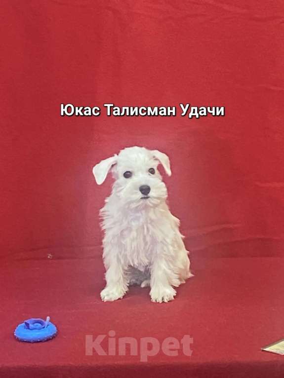 Собаки в Омске: Цвергшнауцер щенок белый Разнополые, Бесплатно - фото 9