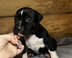 Собаки в Москве: Щенок американского стаффордширского терьера! ???? Мальчик, 75 000 руб. - фото 1