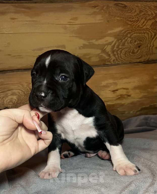 Собаки в Москве: Щенок американского стаффордширского терьера! ???? Мальчик, 75 000 руб. - фото 1