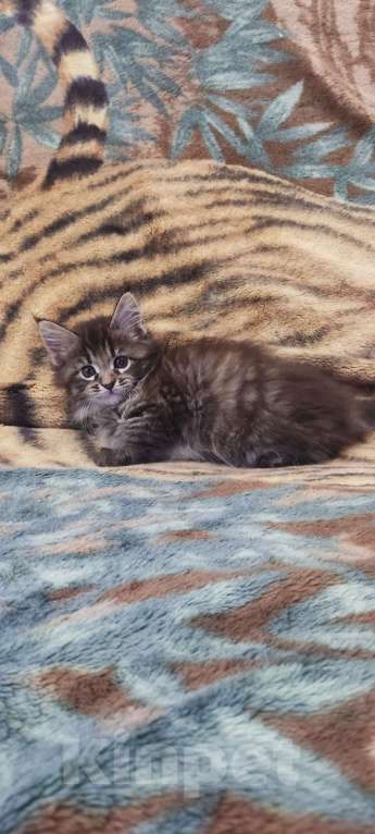 Кошки в Нижнем Новгороде: Девочка Мейн-кун Девочка, 6 000 руб. - фото 2