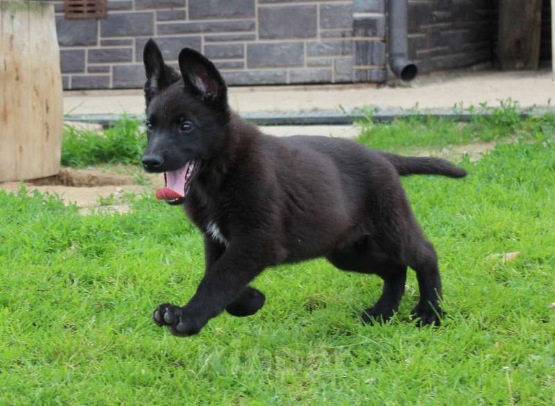 Собаки в Москве: Риелла Девочка, 40 000 руб. - фото 3