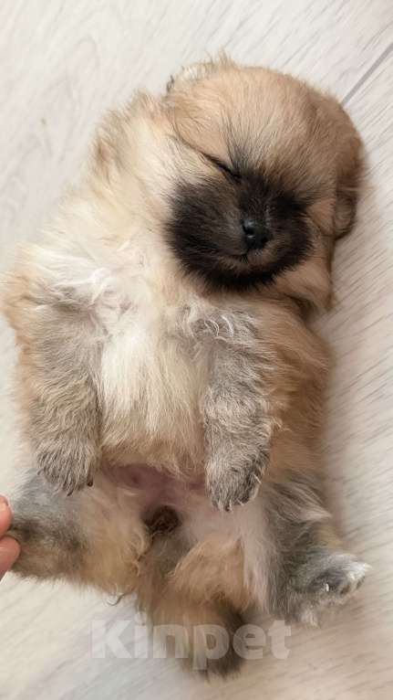 Собаки в Красноярске: Померанский шпиц девочка 1 Девочка, 60 000 руб. - фото 1