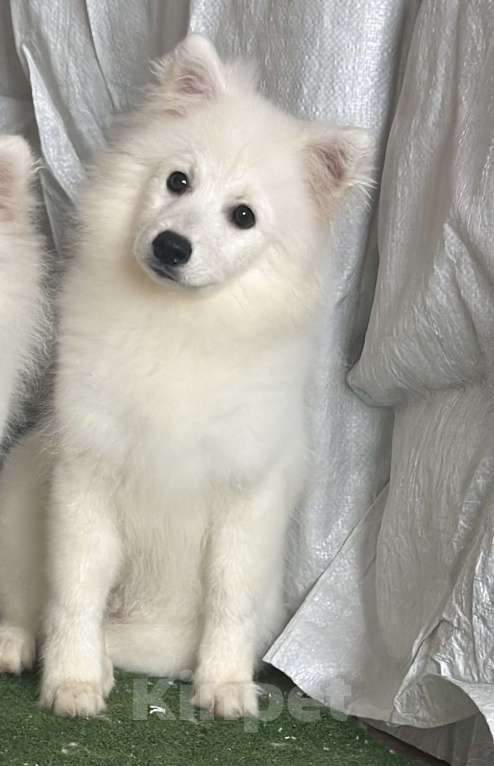 Собаки в Москве: Бисо Родоначальник Из Воронцовского Дворца  Мальчик, 70 000 руб. - фото 2