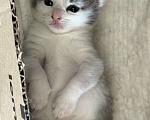 Кошки в Химках: Котенок в добрые руки Мальчик, Бесплатно - фото 2
