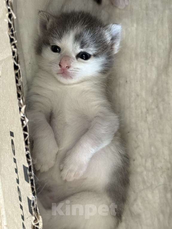 Кошки в Химках: Котенок в добрые руки Мальчик, Бесплатно - фото 2