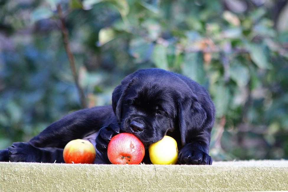 Собаки в Новороссийске: Великолепный малыш из питомника  Мальчик, 90 000 руб. - фото 3