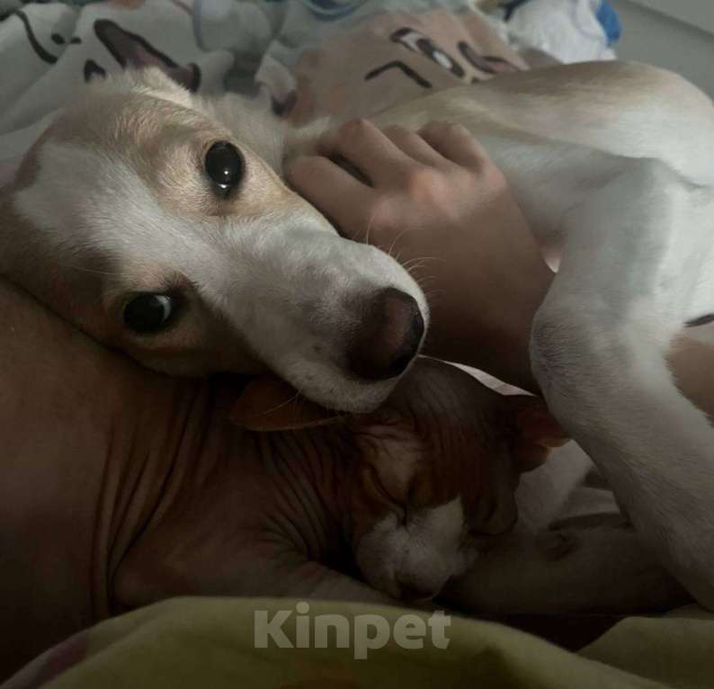 Собаки в Саратове: Отдам в добрые руки Девочка, Бесплатно - фото 5