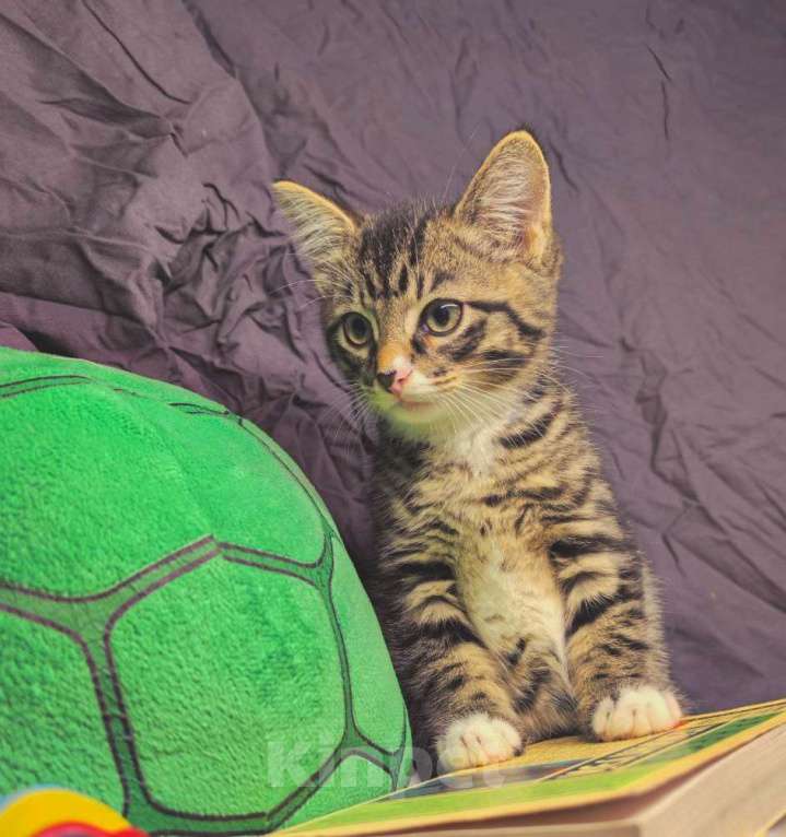 Кошки в Екатеринбурге: Котенок в добрые руки  Мальчик, Бесплатно - фото 3