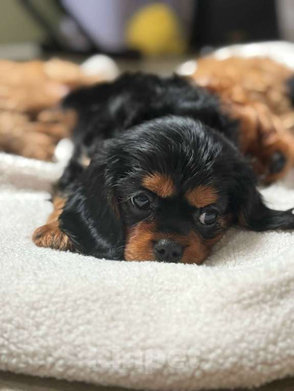 Собаки в Рязани: Продаются очаровательные малыши Кавалер Кинг Чарльз Спаниель Девочка, Бесплатно - фото 4