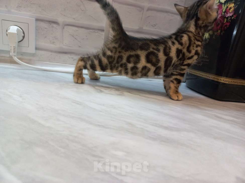 Кошки в Иркутске: Бантик Девочка, 35 000 руб. - фото 2