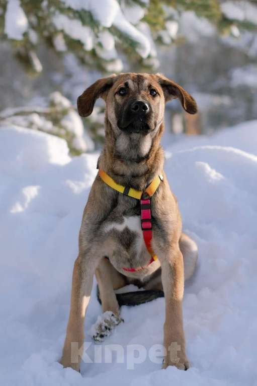 Собаки в Москве: Нежная и трепетная девочка Дина очень ждет свою маму Девочка, Бесплатно - фото 3